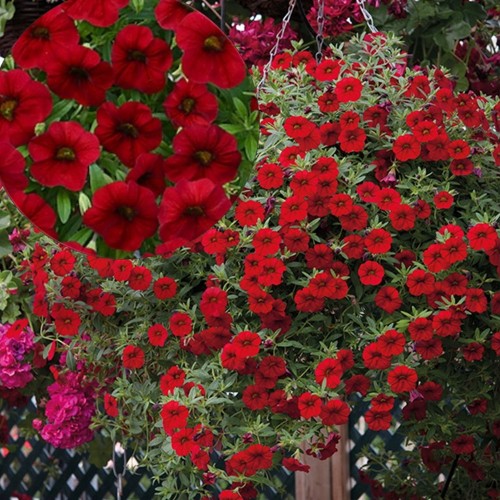 Calibrachoa Calita® Compact 'Red' - Puispetuunia Calita® Compact 'Red' P9/0,55L